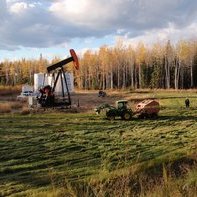 phytoremediation img2