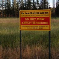 phytoremediation img2