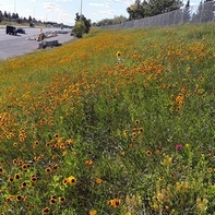 Urban Naturalization