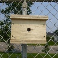 Urban Naturalization